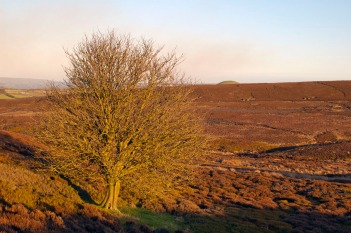 Old Castle Hill Tree